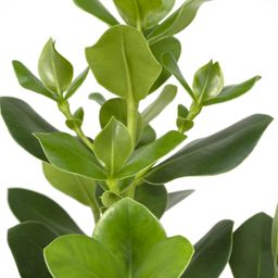 Clusia Rosea Princess (8720634287708)