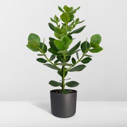 Clusia Rosea Princess (8720634287708)