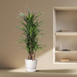 Dracaena Riki - 140 cm - ø30 (8721055690320)