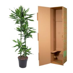 Dracaena Cintho - 150 cm - ø27 (8721055692249)
