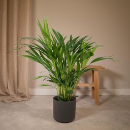 Dypsis Lutescens - Areca (8720634285360)
