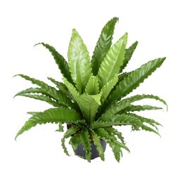 Asplenium Antiquum Osaka (9733)