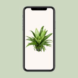 Asplenium Antiquum Osaka (9733)