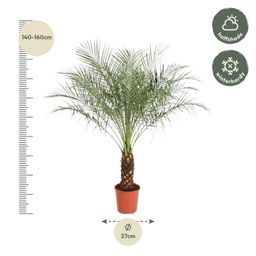Phoenix Roebelenii - 160 cm - ø27 (8721055692911)