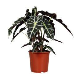 Alocasia Polly (8689)