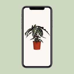Alocasia Polly (8689)