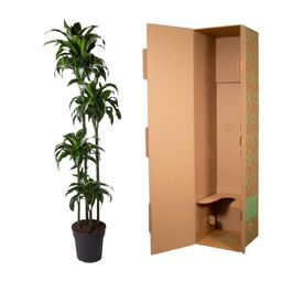 Dracaena Dorado - 170 cm - ø27 (8721055692331)