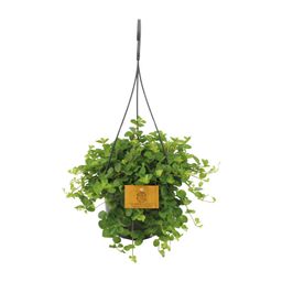 Peperomia Rotundifolia (16053)