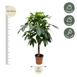 Pachira Aquatica - 170 cm - ø27 (8721055691914)