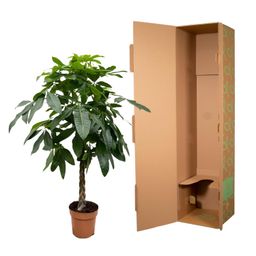 Pachira Aquatica - 170 cm - ø27 (8721055691914)