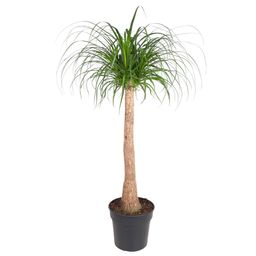 Beaucarnea stam - 120 cm - ø32 (8721055692065)