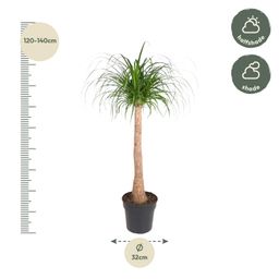 Beaucarnea stam - 120 cm - ø32 (8721055692065)