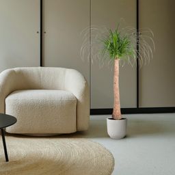Beaucarnea stam - 120 cm - ø32 (8721055692065)