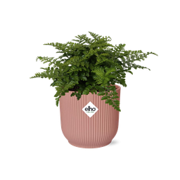 Asplenium Parvati in ELHO Vibes Fold 14cm roze (21801)