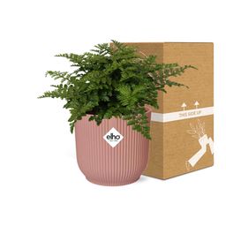 Asplenium Parvati in ELHO Vibes Fold 14cm roze (21801)