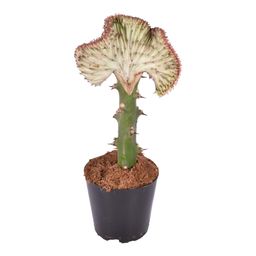 Euphorbia lactea Cristata rood - 35 cm - ø12 (8721081685055)