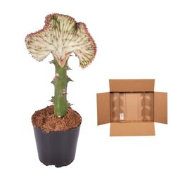 Euphorbia lactea Cristata rood - 35 cm - ø12 (8721081685055)