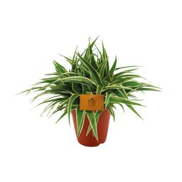 Chlorophytum Ocean (12960)