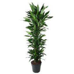 Dracaena Janet Lind vertakt - 170 cm - ø34 (8721055692539)