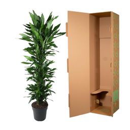 Dracaena Janet Lind vertakt - 170 cm - ø34 (8721055692539)