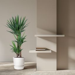 Yucca Elephantipe - 140 cm - ø24 (8721055692966)