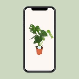 Monstera Deliciosa (8720634284868)
