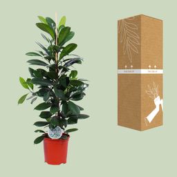 Ficus Cyathistipula (15899)