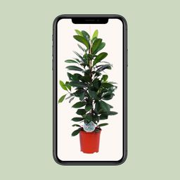 Ficus Cyathistipula (15899)