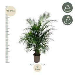 Dypsis Lutescens (Areca palm) 150 cm - ø24 (8721055693185)