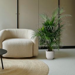 Dypsis Lutescens (Areca palm) 150 cm - ø24 (8721055693185)