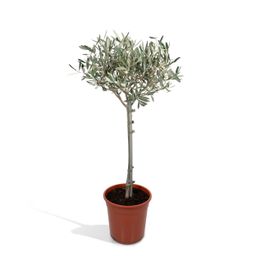 Olea (8720634287920)
