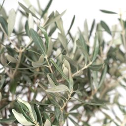 Olea (8720634287920)