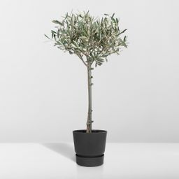 Olea (8720634287920)