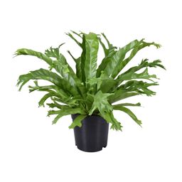 Asplenium Nidus Crissie (9745)