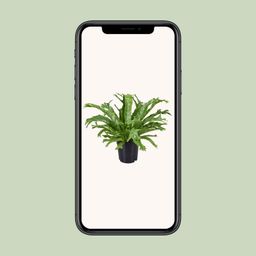 Asplenium Nidus Crissie (9745)