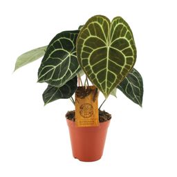 Anthurium Clarinervium (19015)