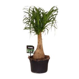 Beaucarnea Nolina - Ø19 ↕60 (11921)