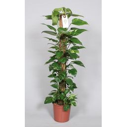 Epipremnum Pinnatum Mosstok 120cm Scindapsus (29047)