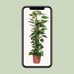 Epipremnum Pinnatum Mosstok 120cm Scindapsus (29047)