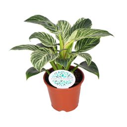 Philodendron Birkin (15837)