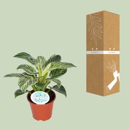 Philodendron Birkin (15837)
