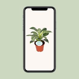 Philodendron Birkin (15837)