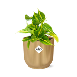 Philodendron Scandens ‘Brasil’ in ELHO Vibes Fold 14cm geel (21686)