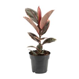 Ficus Elastica Belize (11847)