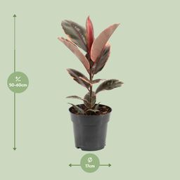 Ficus Elastica Belize (11847)