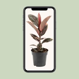 Ficus Elastica Belize (11847)