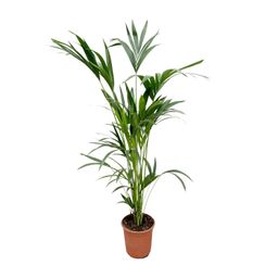 Kentia palm (8721055691976)