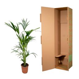 Kentia palm (8721055691976)