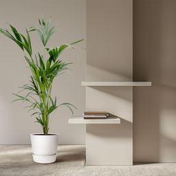 Kentia palm (8721055691976)