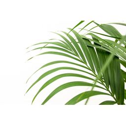 Kentia palm (8721055691976)